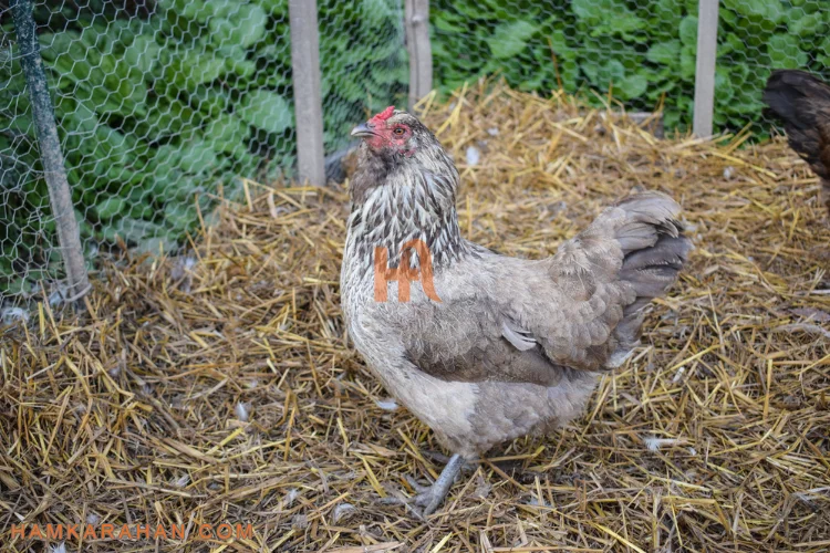 چگونه با استفاده از توری مرغی، مرغداری بسازیم؟